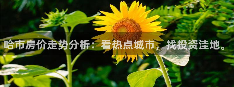 新宝5下载测试：哈市房价走势分析：看热点城市，找投资洼地。