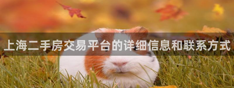 新宝5X：上海二手房交易平台的详细信息和联系方式